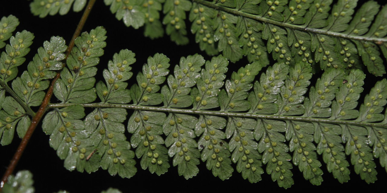 Dryopteris hendersonii