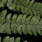 Dryopteris hendersonii