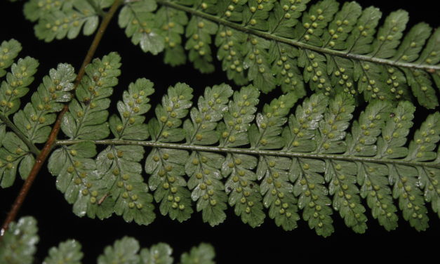 Dryopteris hendersonii