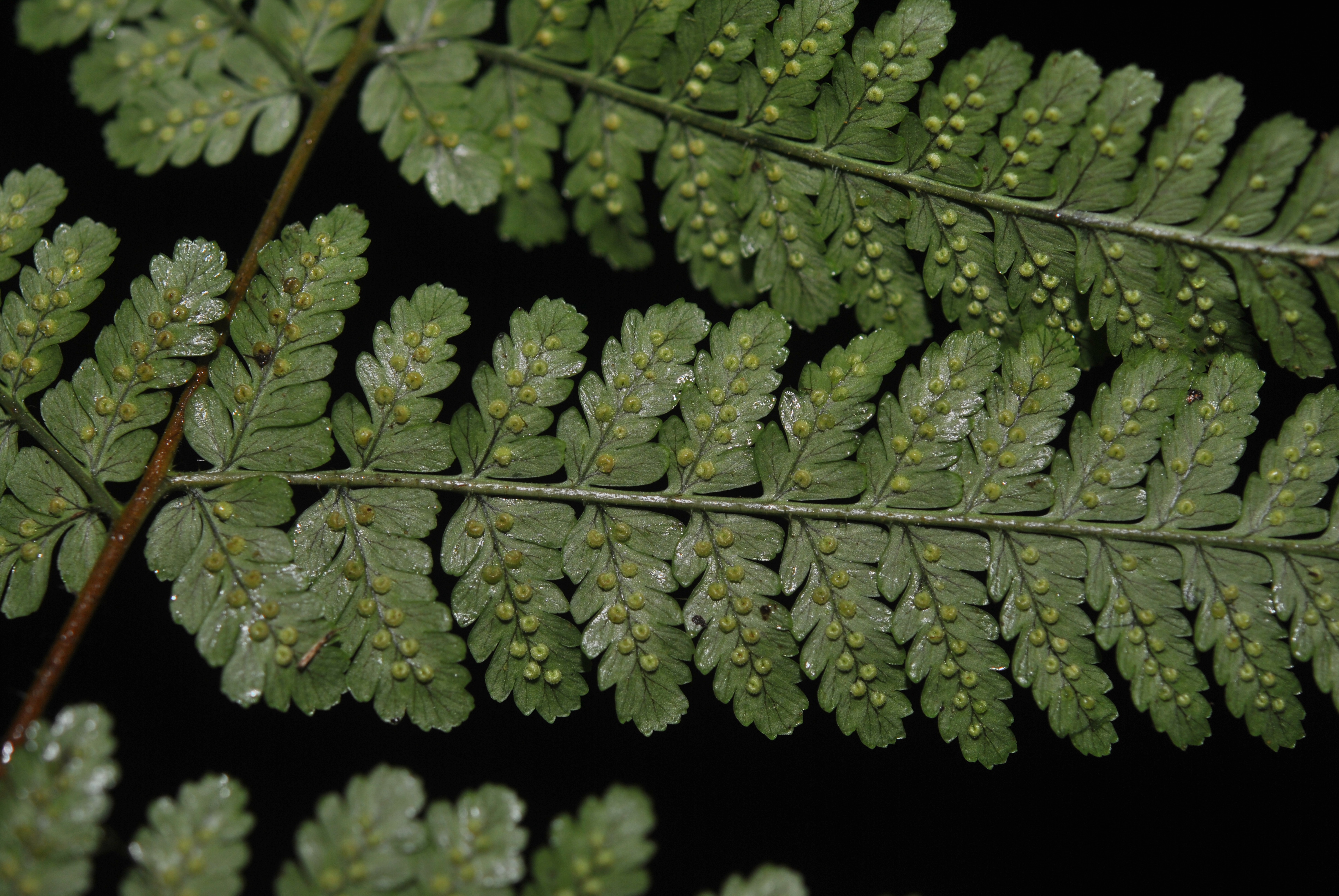 Dryopteris hendersonii