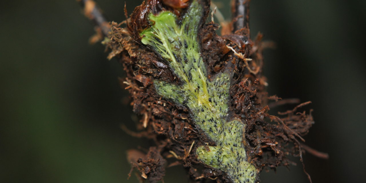 Dryopteris nodosa