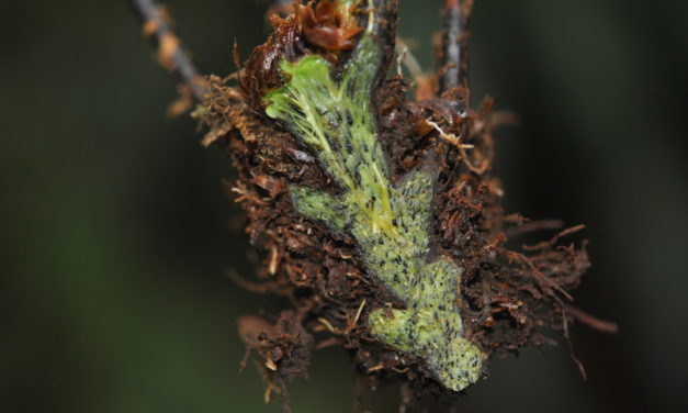 Dryopteris nodosa