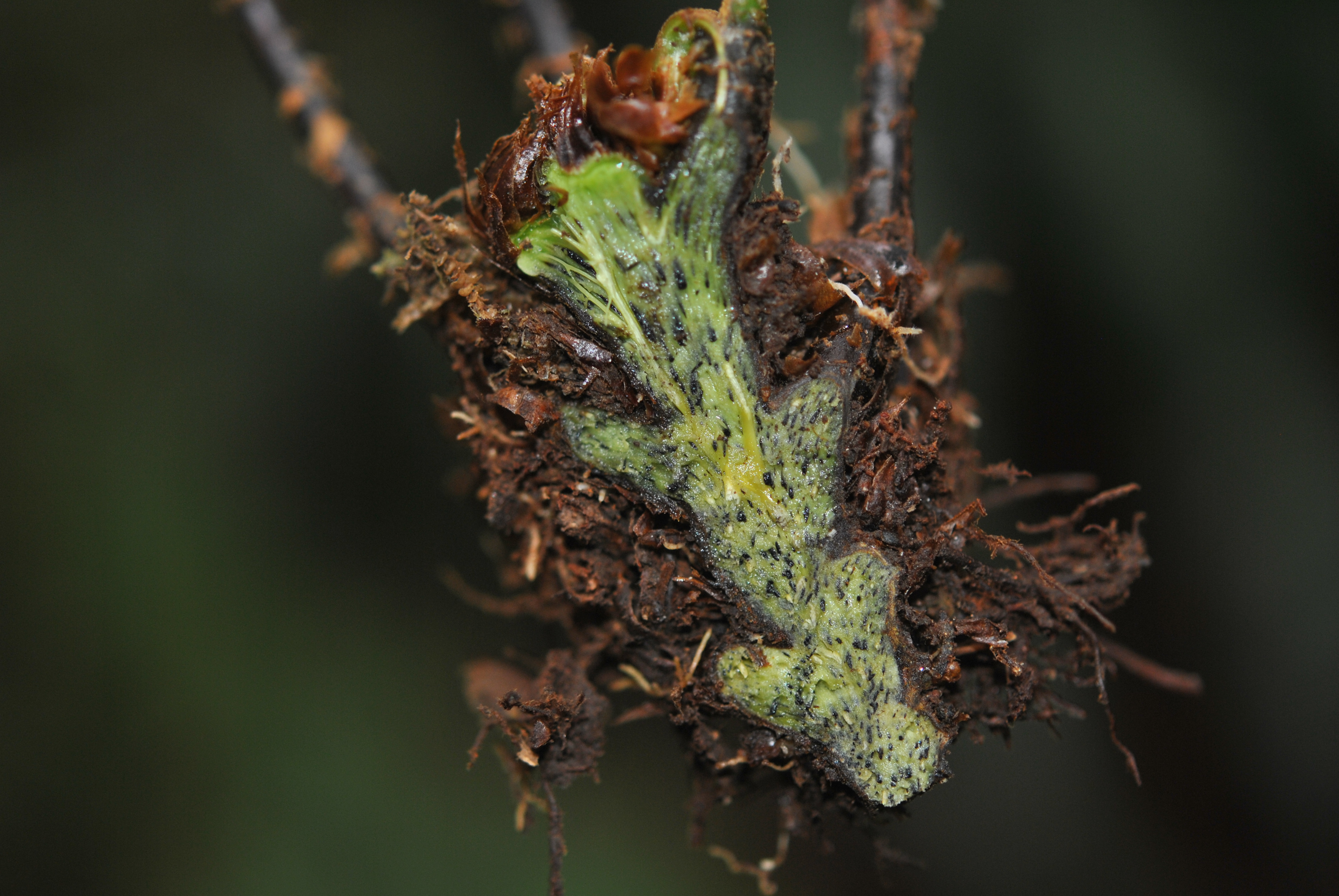 Dryopteris nodosa