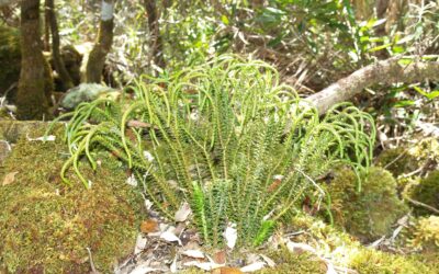 Phlegmariurus varius