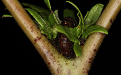 Sticherus brevipubis