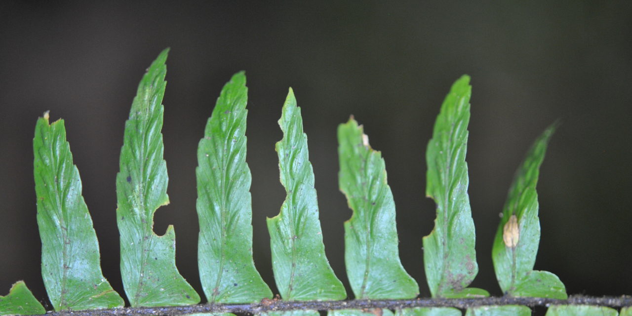 Asplenium pellucidum