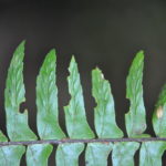 Asplenium pellucidum