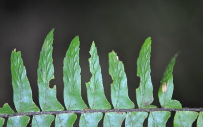 Asplenium pellucidum