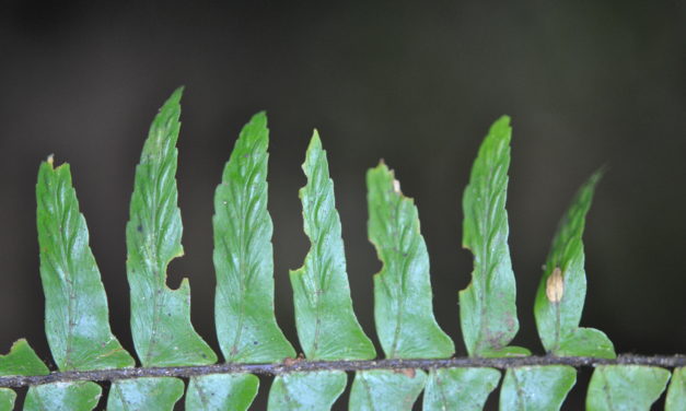 Asplenium pellucidum