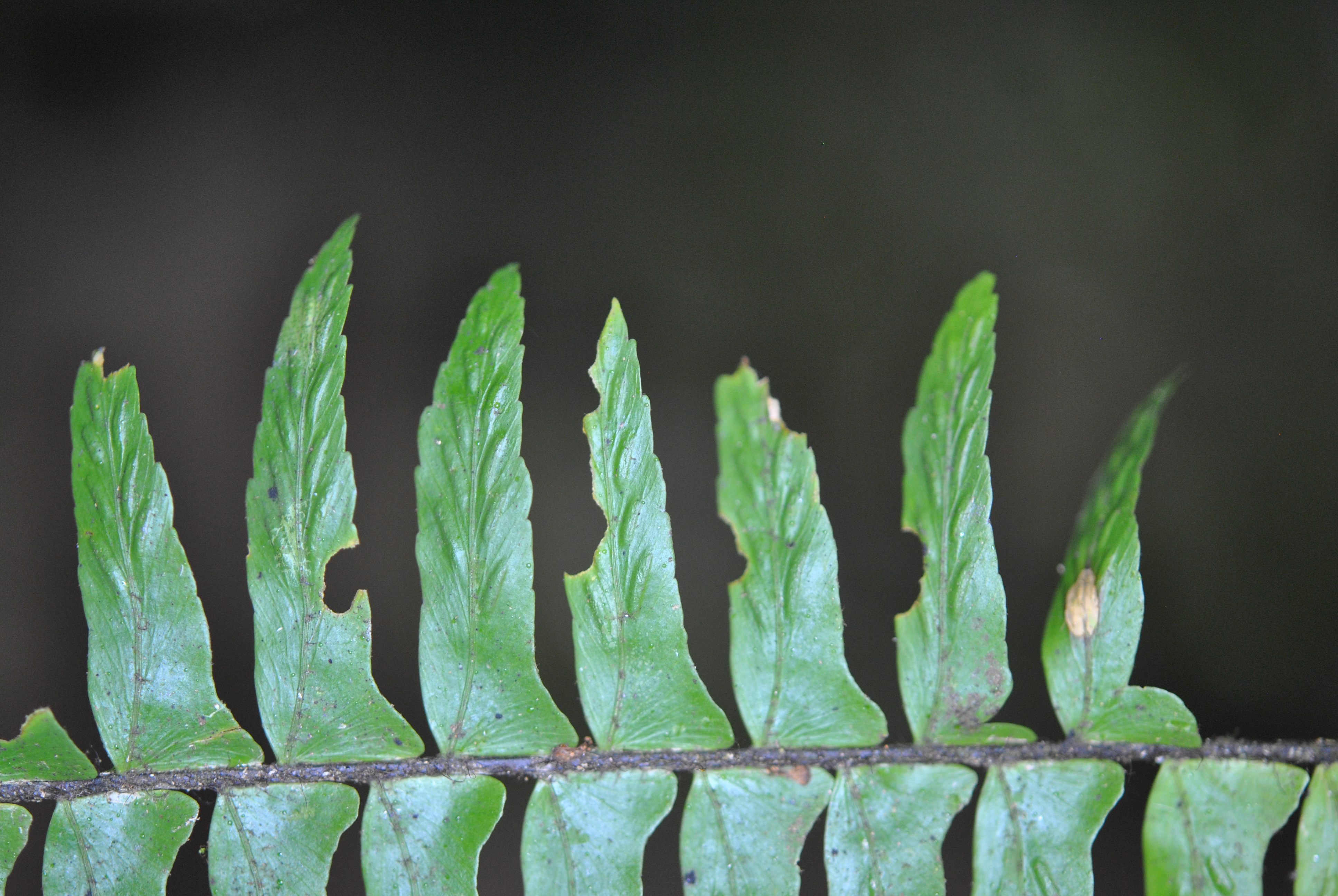 Asplenium pellucidum