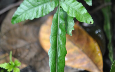 Bolbitis heteroclita