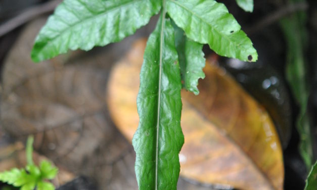 Bolbitis heteroclita