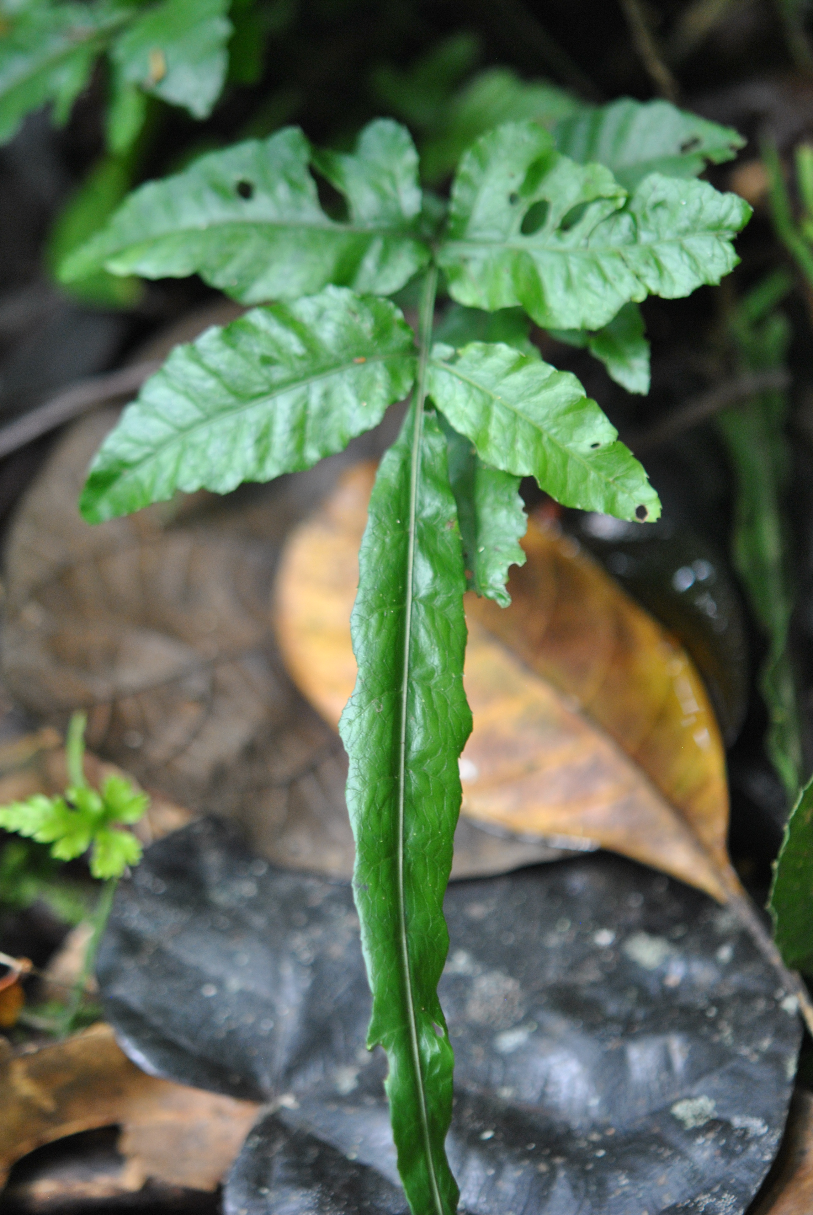 Bolbitis heteroclita