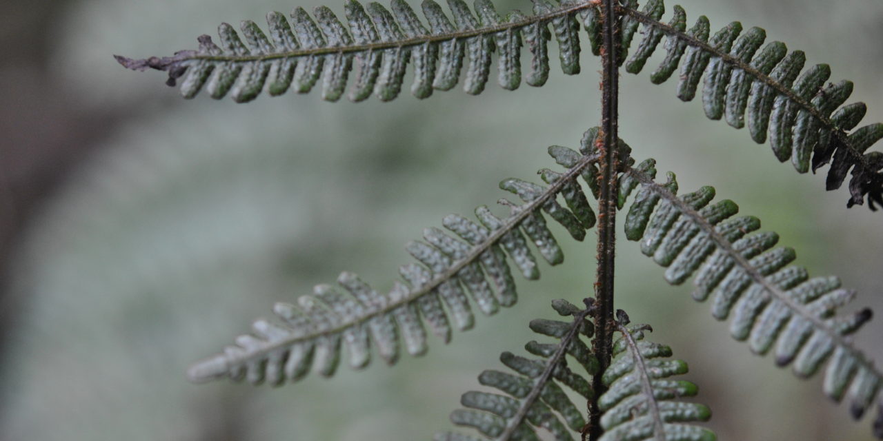 Coryphopteris sp.