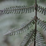 Coryphopteris sp.