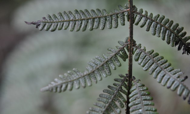 Coryphopteris sp.