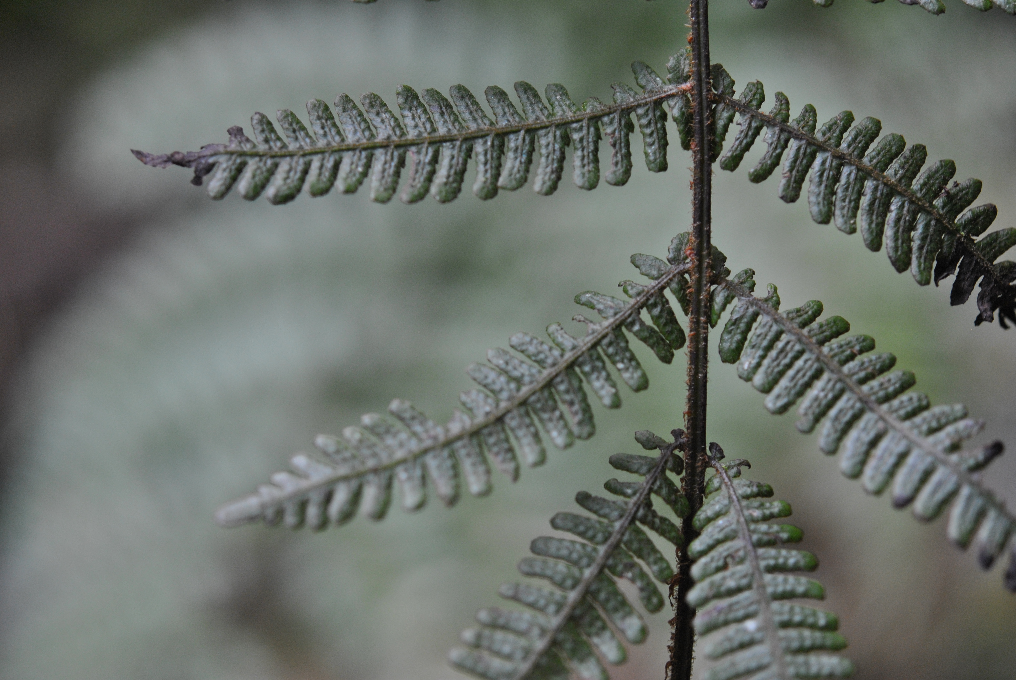 Coryphopteris sp.