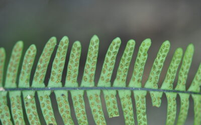 Ctenopterella blechnoides