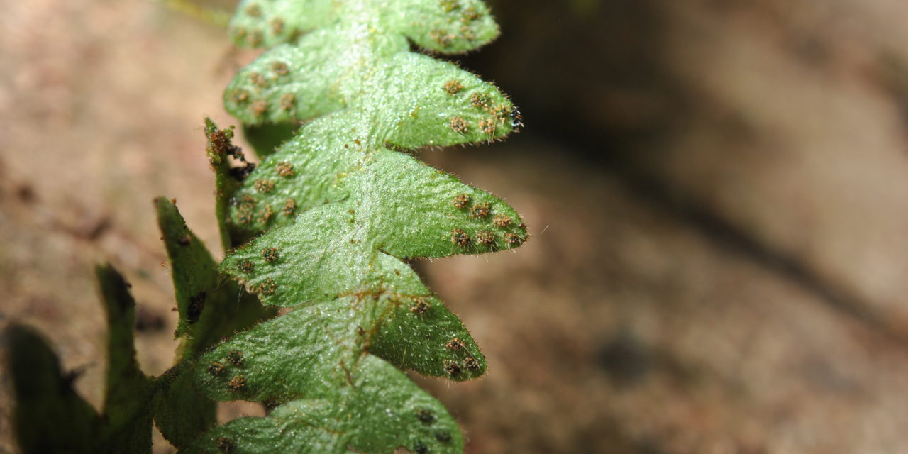 Prosaptia cf. bolobensis