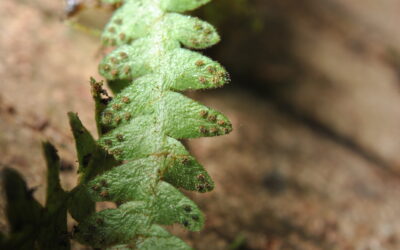 Prosaptia cf. bolobensis