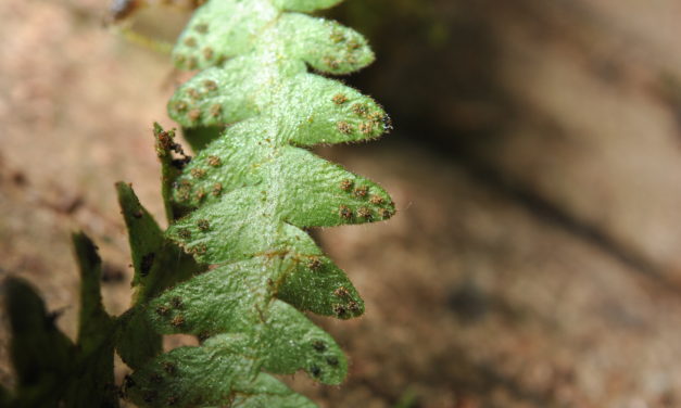 Prosaptia cf. bolobensis