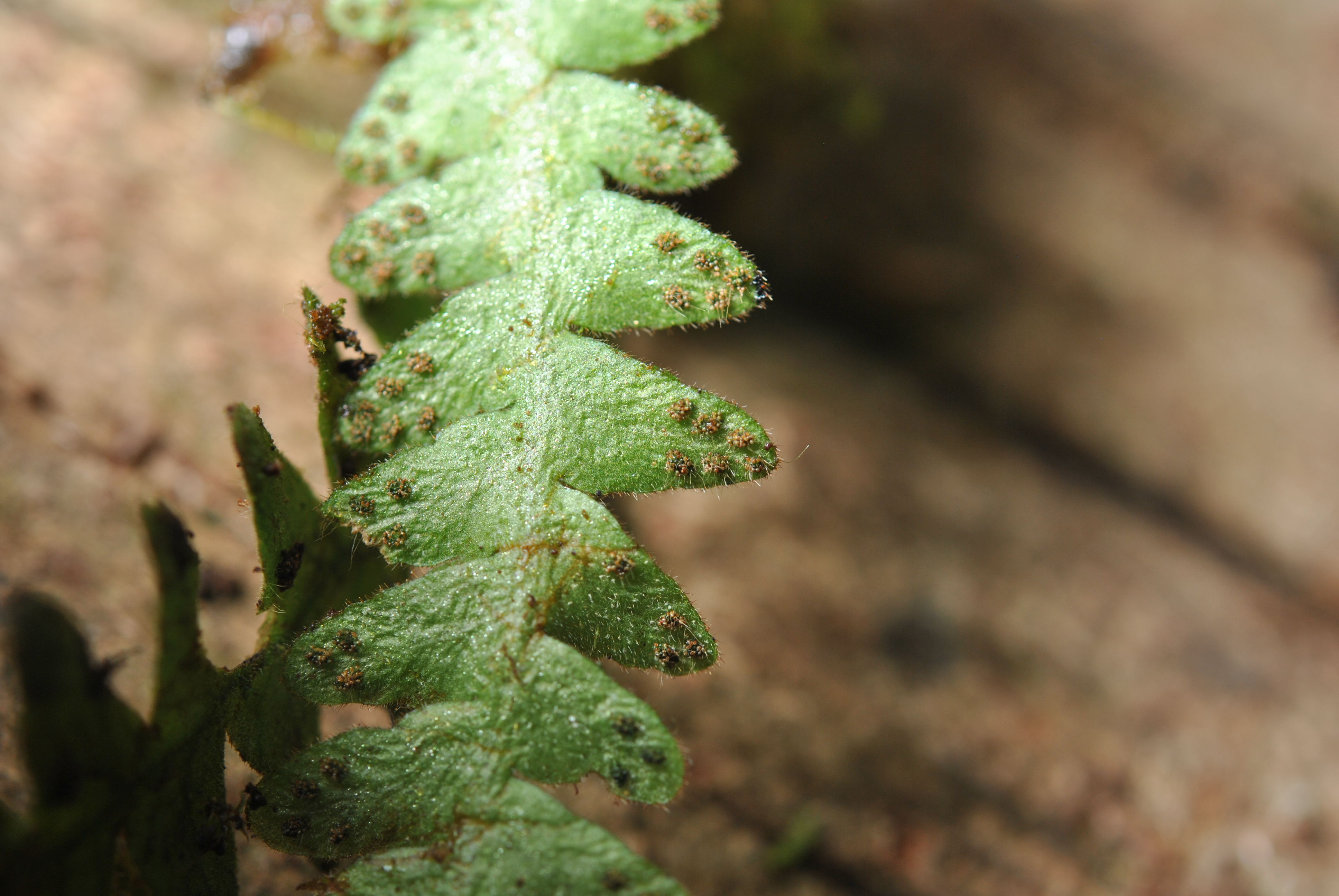 Prosaptia cf. bolobensis