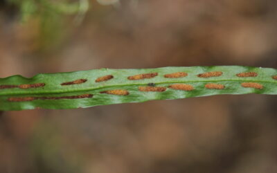 Loxogramme parallela