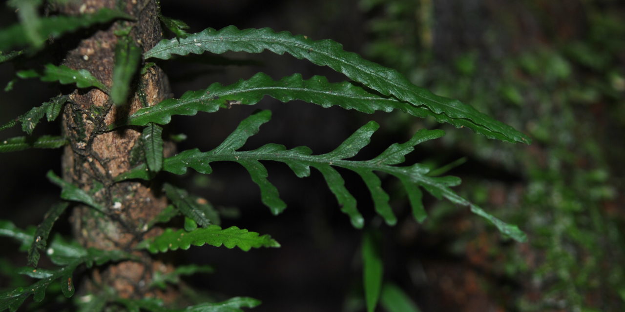 Asplenium scolopendropsis