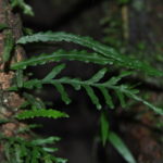 Asplenium scolopendropsis