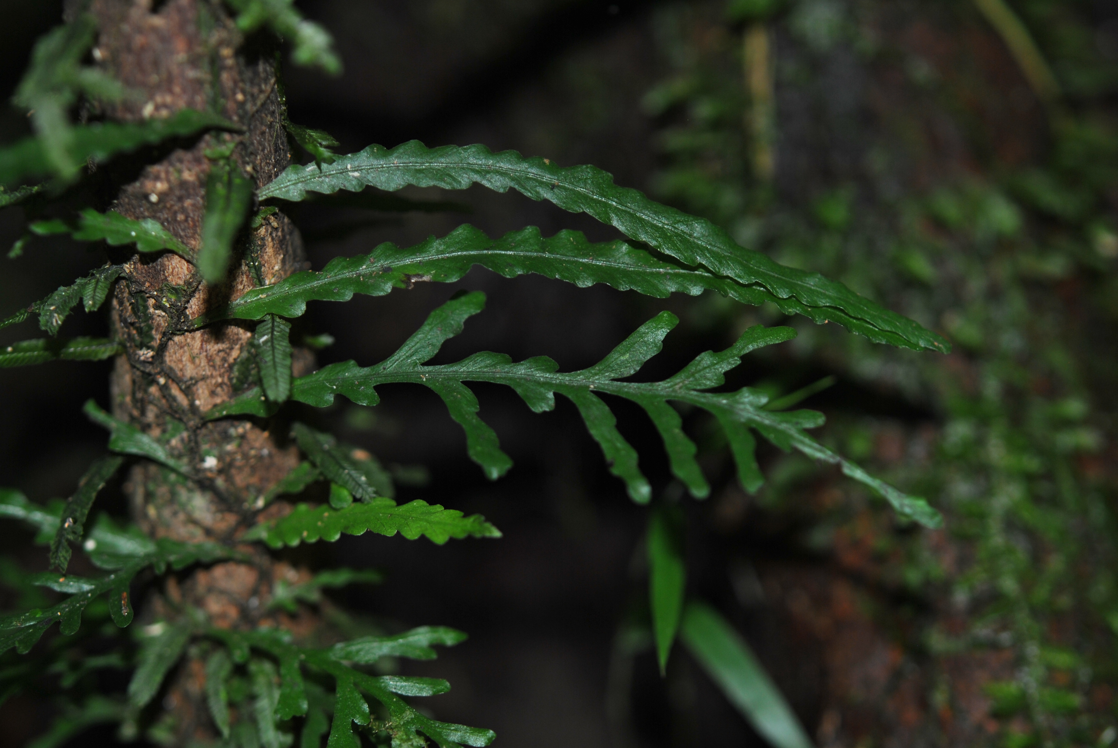 Asplenium scolopendropsis