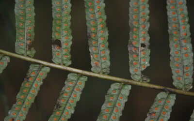 Goniophlebium subauriculatum