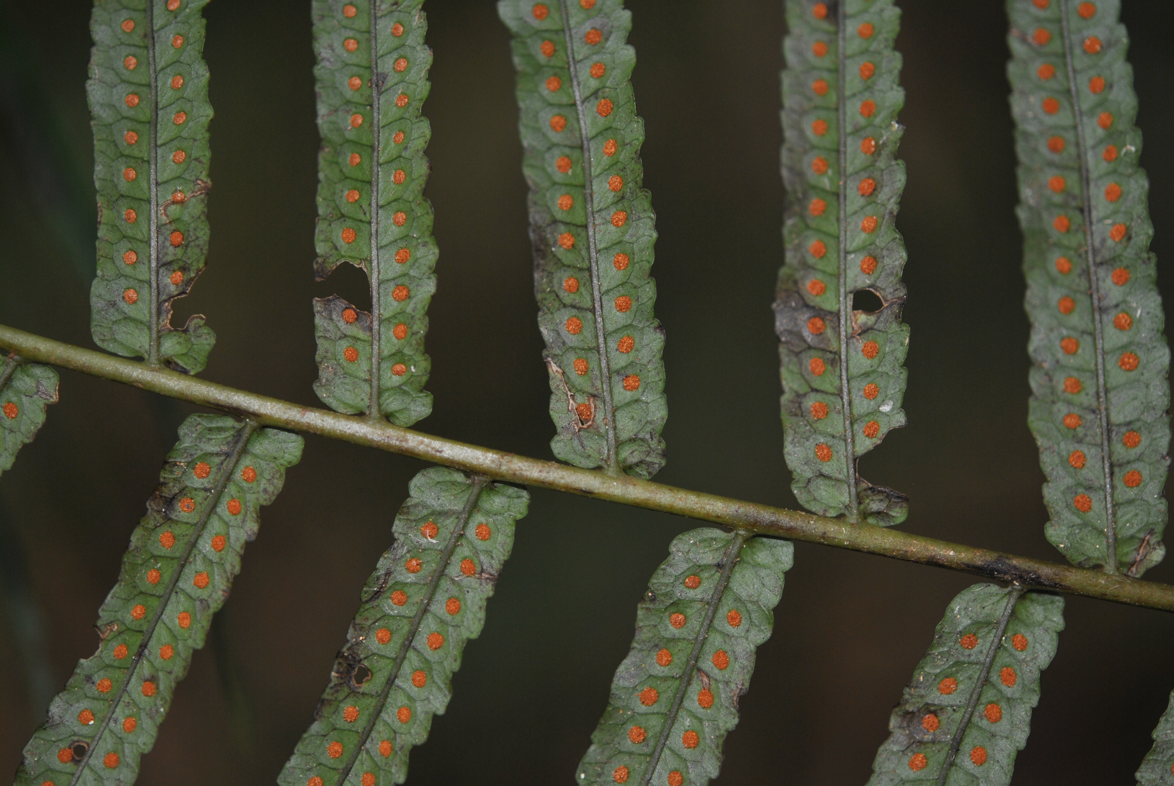 Goniophlebium subauriculatum