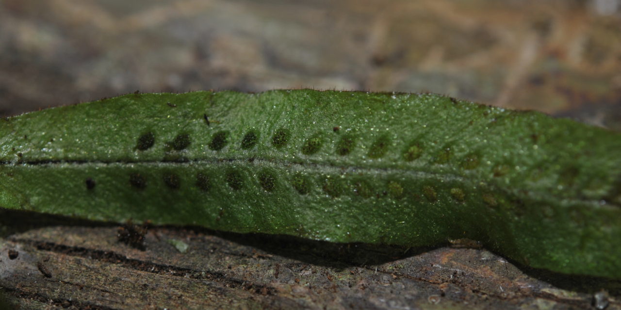 Oreogrammitis curtipila