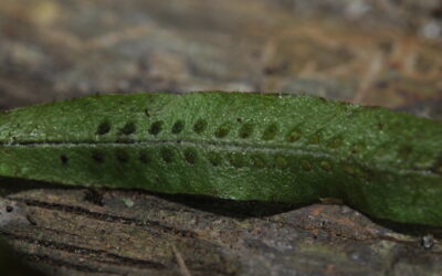 Oreogrammitis curtipila
