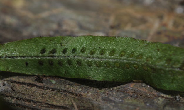 Oreogrammitis curtipila