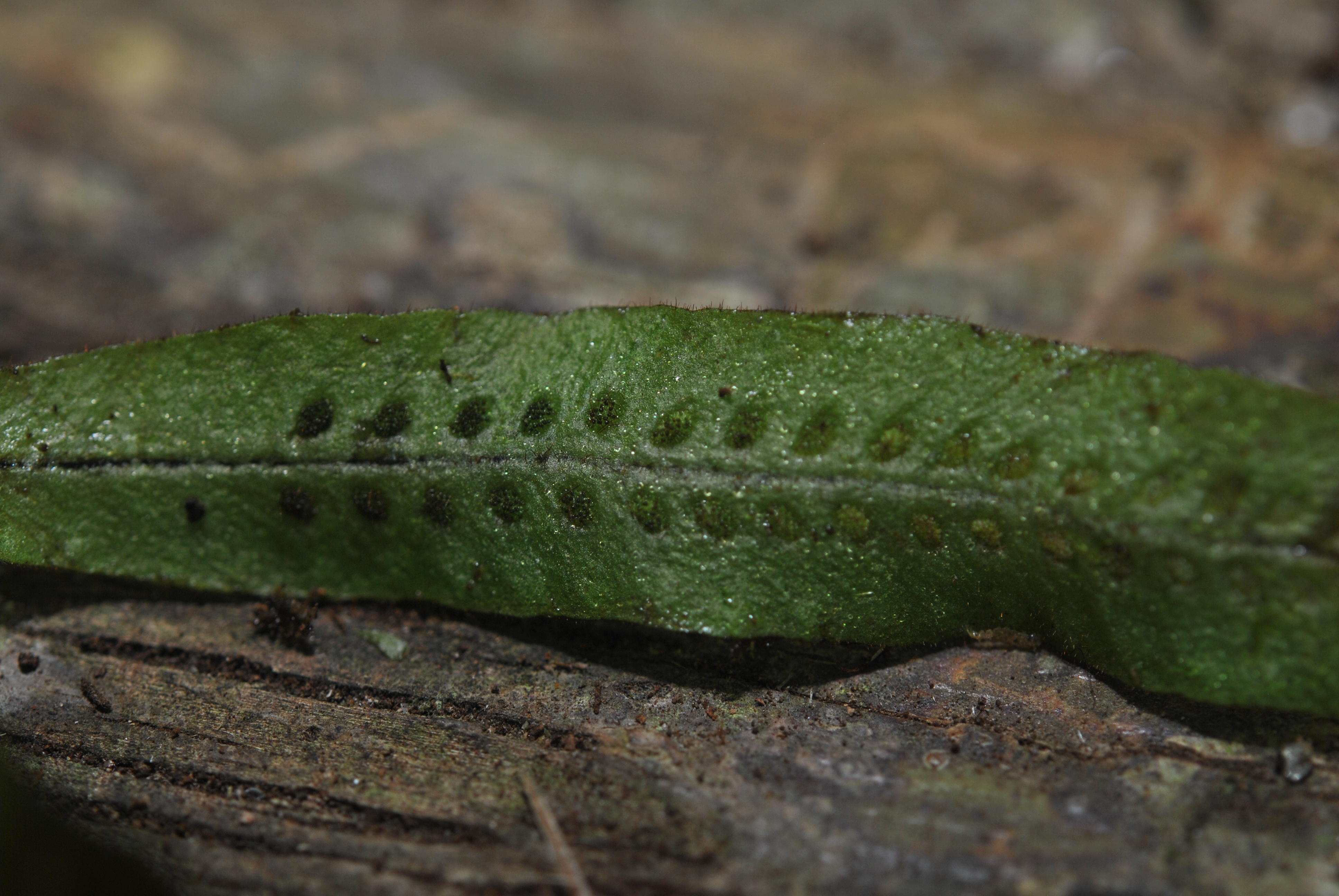 Oreogrammitis curtipila