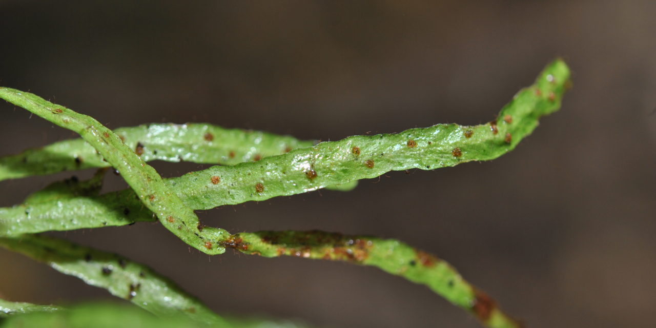 Oreogrammitis oblanceolata