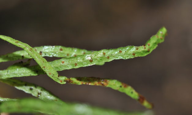 Oreogrammitis oblanceolata