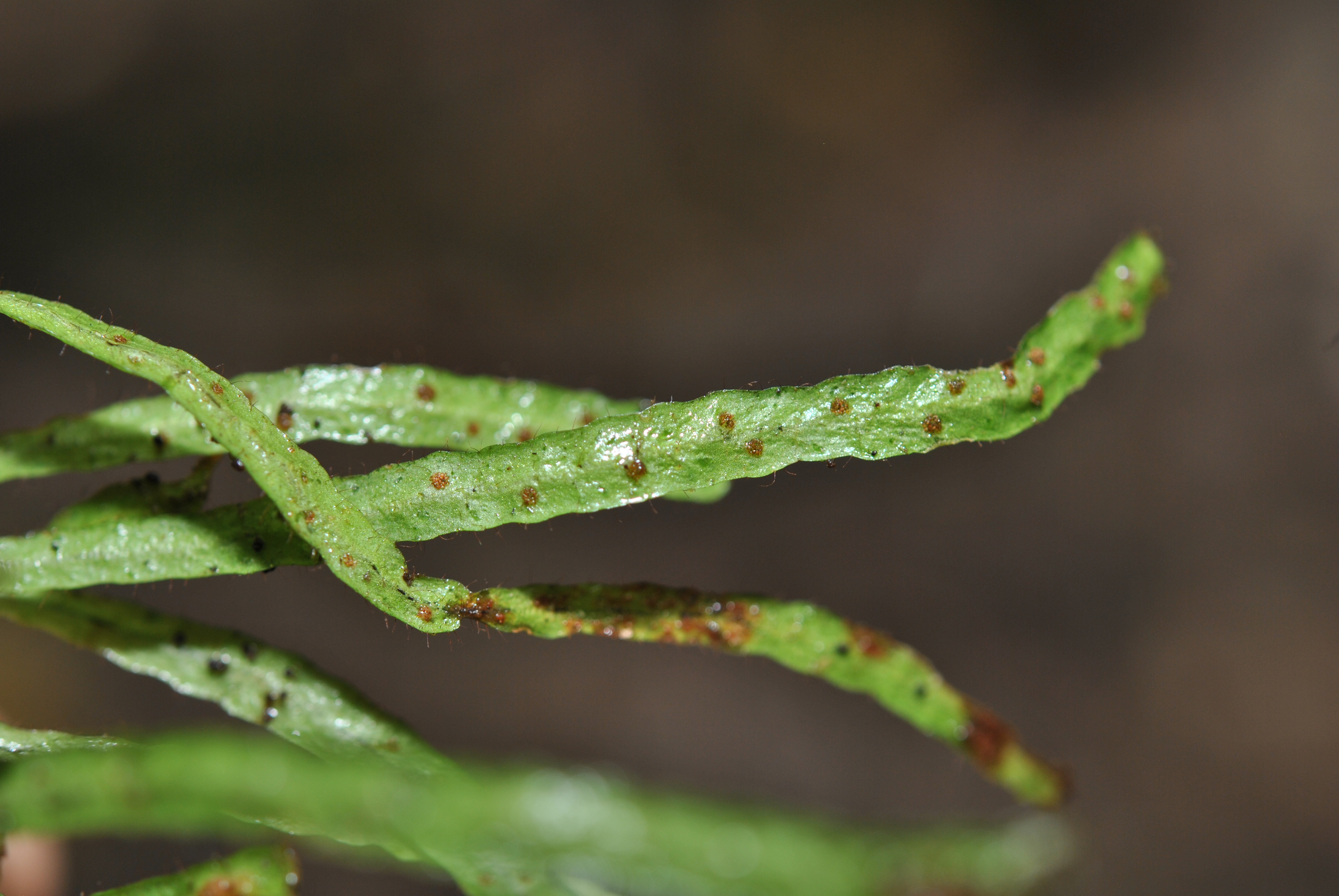 Oreogrammitis oblanceolata