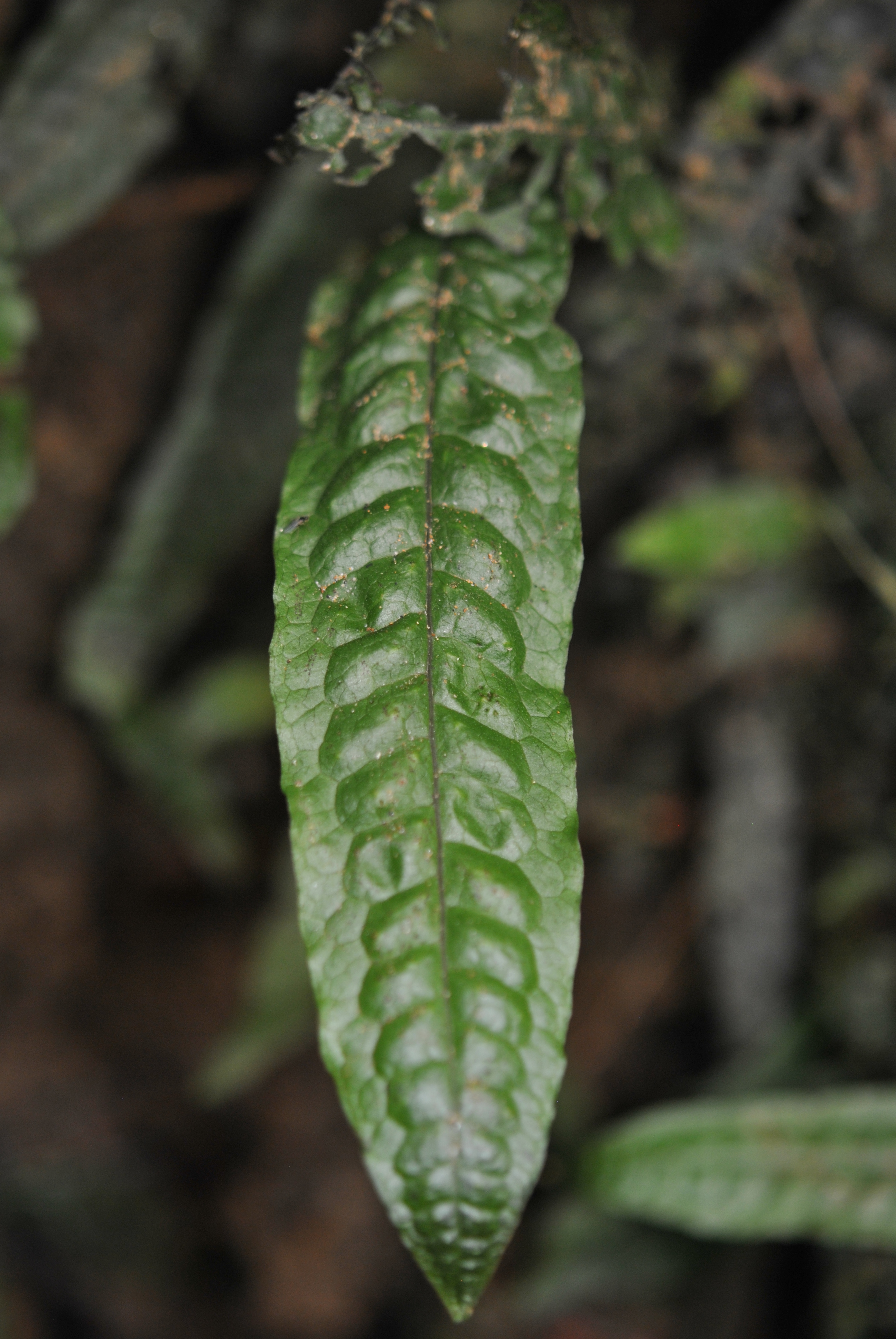 Microsorum pteropus