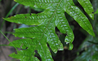 Microsorum commutatum