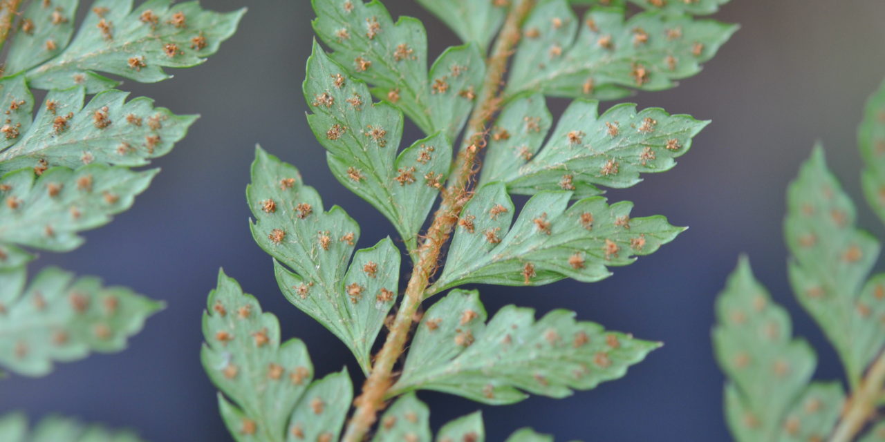 Polystichum moluccense