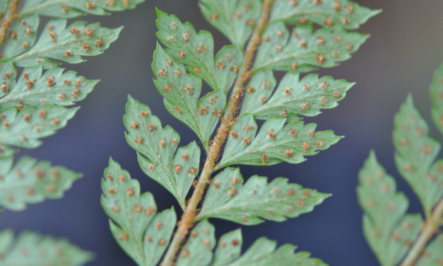 Polystichum moluccense