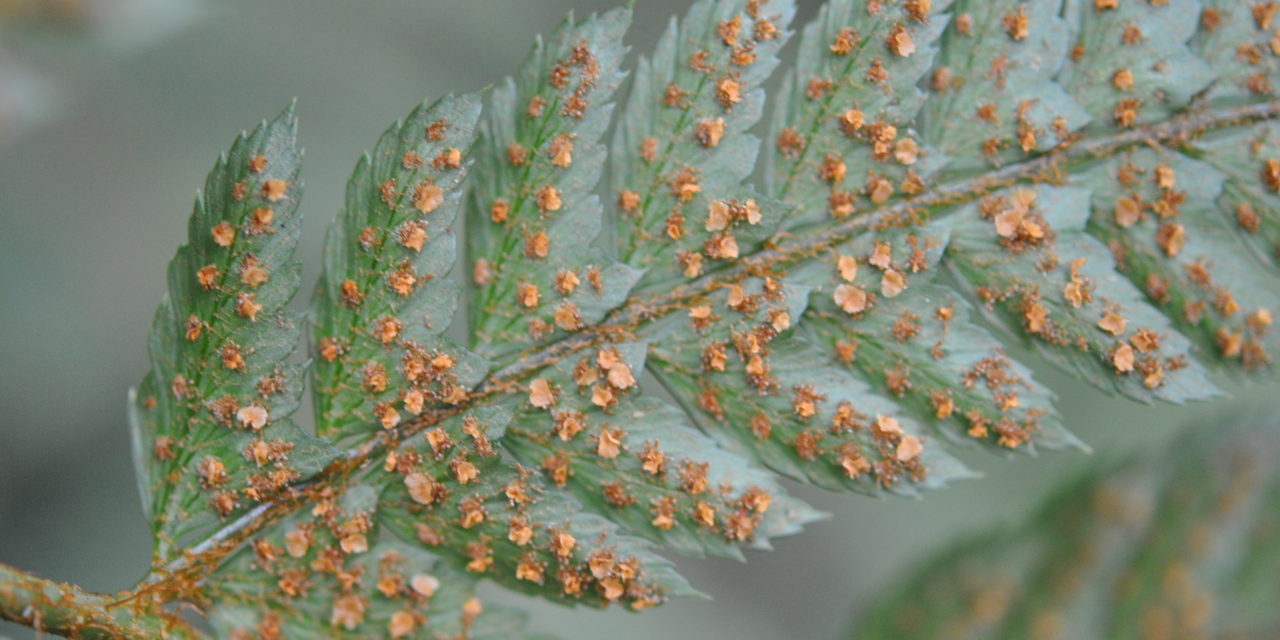 Polystichum biaristatum