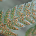 Polystichum biaristatum