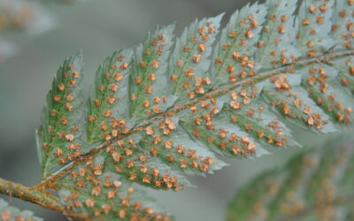 Polystichum biaristatum