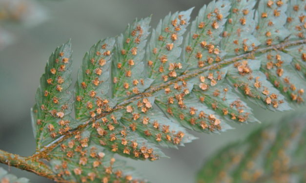 Polystichum biaristatum