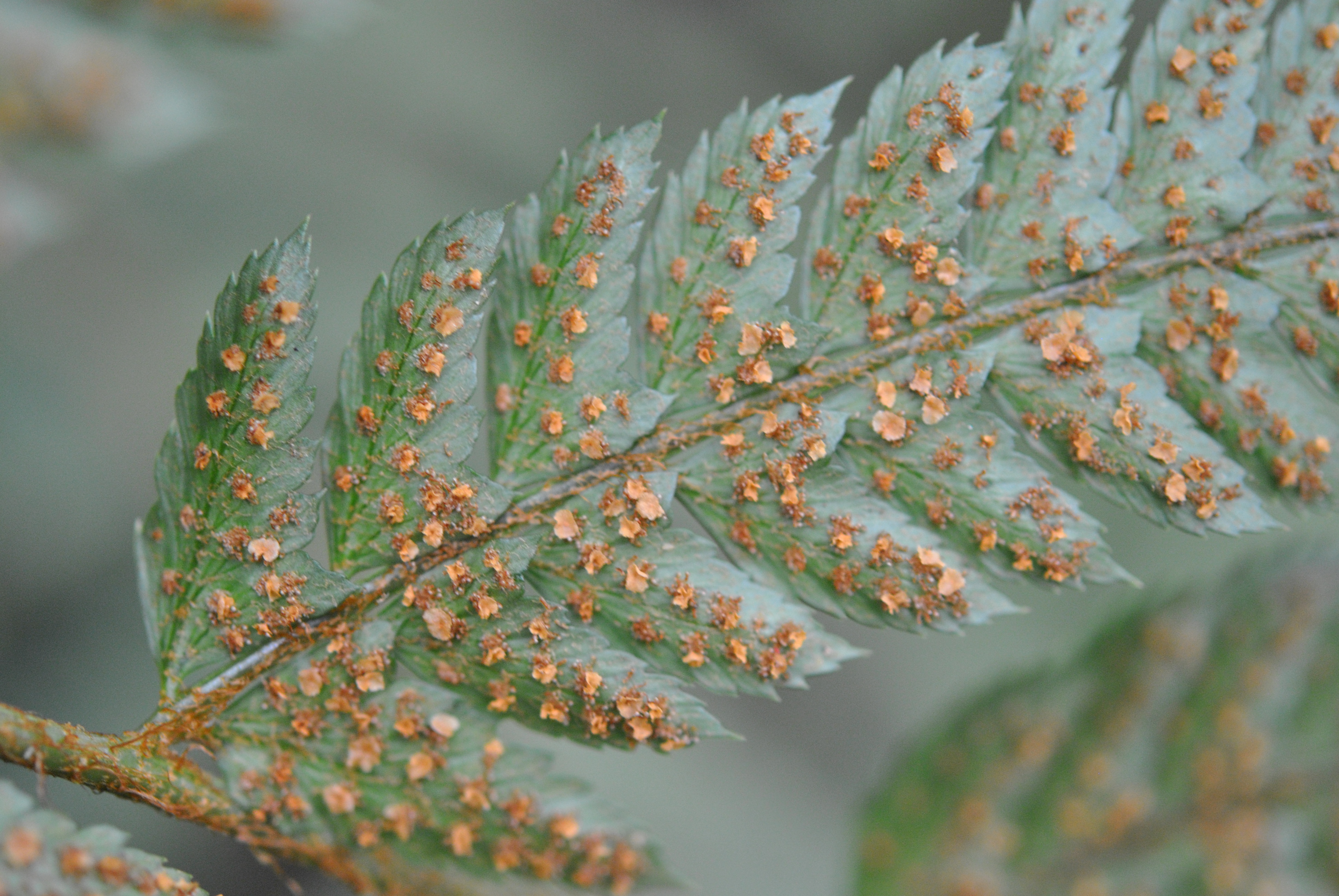 Polystichum biaristatum