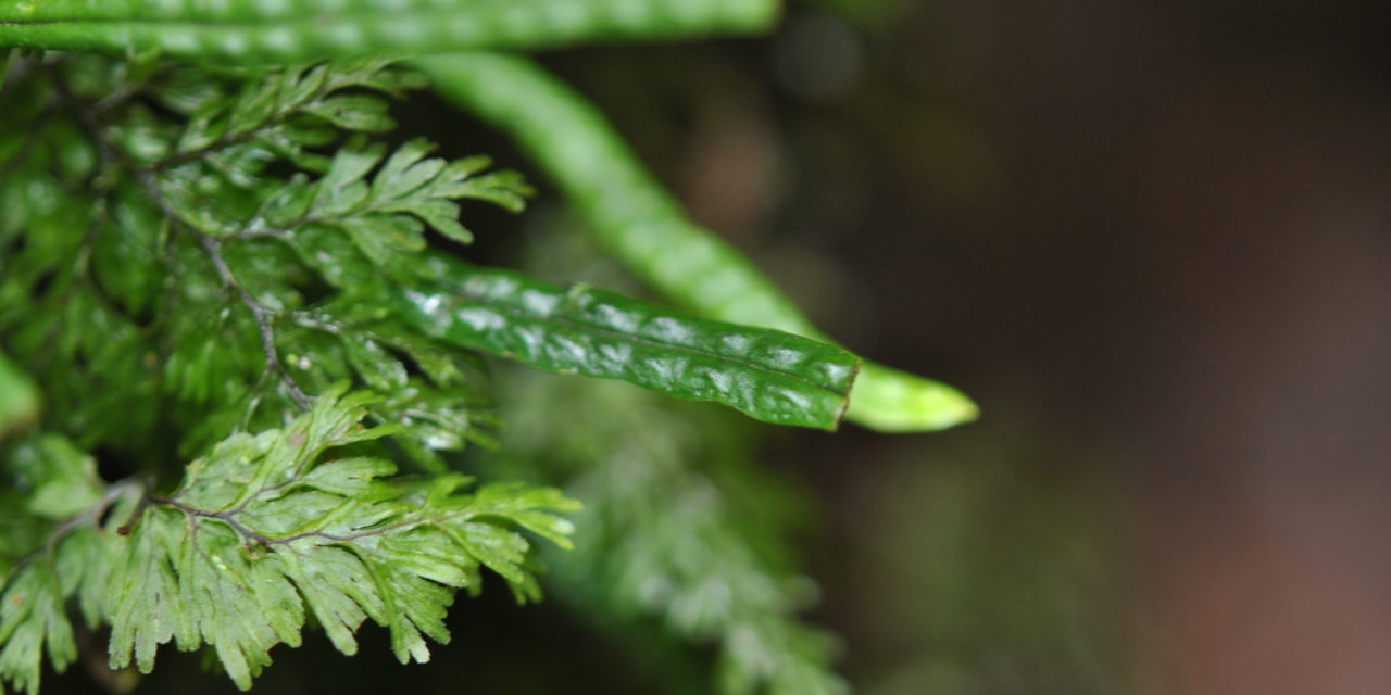 Oreogrammitis loculosa