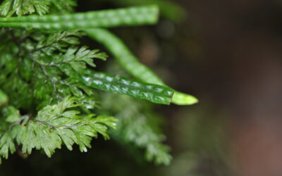 Oreogrammitis loculosa